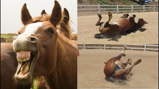 CAVALOS ENGRAÇADOS SOLTANDO PEIDO TENTE NÃO RIR [upl. by Acina444]