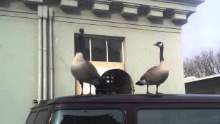 Geese honking on my van [upl. by Iidnarb933]