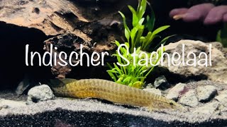 Teil 3 Besatz für das Stachelaal Aquarium aquaristik [upl. by Labors]