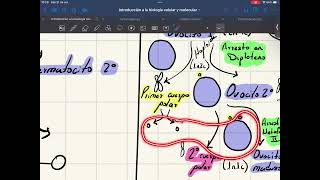 Ovogénesis Foliculogénesis y Ciclo Reproductor [upl. by Lemon]