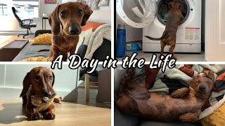 A day in the life of a mini dachshund puppy [upl. by Duaner]