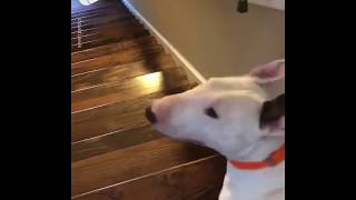 English Bull Terrier Dog Jumps Down Stairs [upl. by Lewison]