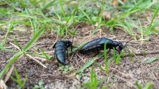 American Oil Beetle Meloe americanus [upl. by Him]