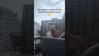 This puppy’s first time hearing thunder is hilarious 😂 [upl. by Otsirc]