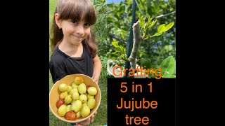 5 IN 1 Variety JUJUBE Tree Bor Ber Jujube GRAFTING and Update Li Lang Sherwood Sugarcane Jenni [upl. by Phail]