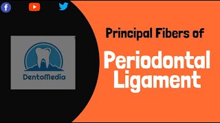 Principal Fibers of Periodontal Ligament Dental Histology [upl. by Roana]