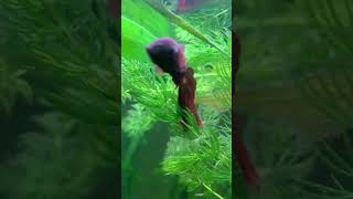 My siamese fighter fish subscribe [upl. by Adai]