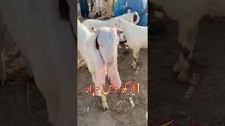 Bakra Mandi Vlog  Halani Bakra Mandi Update shorts ytshort youtubeshorts bakramandi [upl. by Eikcuhc385]