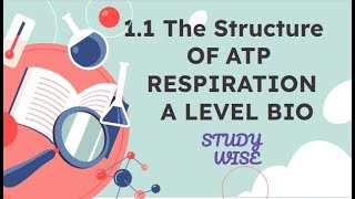 11 The Structure Of ATP I Respiration I Chapter 1 I ALEVEL BIOLOGY [upl. by Solis]