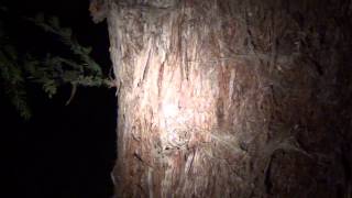 How to find spiders at night flashlight trick [upl. by Truk223]