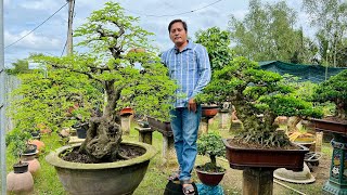 Oanh Lê 0915780878 chào bán 169 một số mặt hàng Bonsai Tầm Trung và Để Bàn [upl. by Basil]