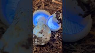 Wild Fluorescing Mushroom Large White Leucopax Leucopaxillus albissimus mushroom fungi [upl. by Seabury]