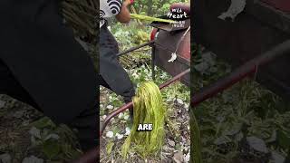 Harvesting Ramie From Plant to Cloth [upl. by Inaffyt]