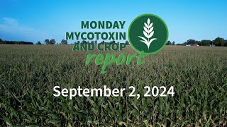 Monday Mycotoxin and Crop Report for September 2 2024 [upl. by Wilcox]