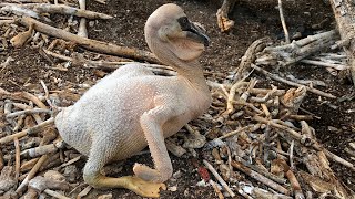 Untouched Pelican Breeding Colony In The Remote Canadian Wilderness [upl. by Alcina745]