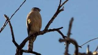 Coopers Hawk Call [upl. by Ihsoyim]