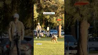 Clean catch and lovely lighting 🌇 frisbeedog labradoodle goldenhour [upl. by Renwick]