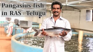 Pangasius fish in RAS  Telugu  Viswanadha Raju  Kravis Aqua [upl. by Adam2]