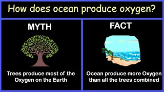 How does ocean produce oxygen [upl. by Eldrida]