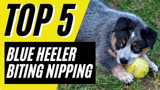 5 Tips to STOP Blue Heelers Biting and Nipping [upl. by Ardnekal325]