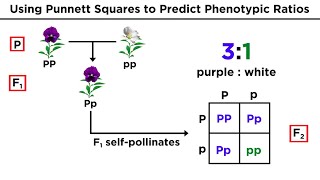 Mendelian Genetics and Punnett Squares [upl. by Newmark]