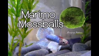 Marimo Moss Ball Care amp Benefits  Betta Fish [upl. by Fleur411]