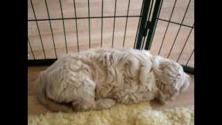 Nestje 2012  Week 7 video 4  Freonskip Australian Labradoodles [upl. by Roberto]