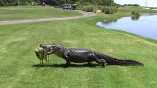 Oyster Bay Golf Links  Alligator [upl. by Emsoc374]