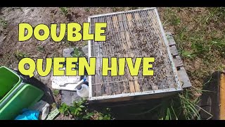 ☯️ DOUBLE QUEEN HIVE Beekeeping [upl. by Veljkov]