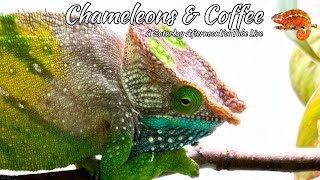 Chameleons Show [upl. by Deva884]