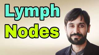 Lymph Nodes  What is Lymph Nodes [upl. by Alvin]