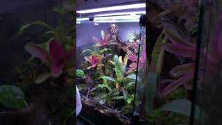 Custom Vivarium Vivarium terarium [upl. by Hpsoj]