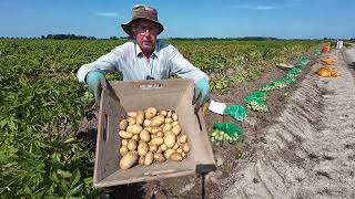 aardappel veredeling 216 pootgoed tweede jaars klonen selecteren [upl. by Roskes]