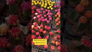 North India’s no 1 nursery  Greenways nursery Part 2 viralvideo youtubeshorts nursery plants [upl. by Anirtap120]