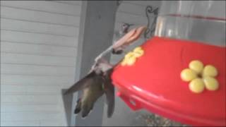 Praying Mantis murders humming bird amp eats it [upl. by Ahsilahs]