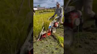 The Most Satisfying Rice Harvesting Machine shorts [upl. by Leora]