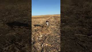 Kreuga just loves sharptail grouse germanwirehairedpointer uplandhunting hunting SD SDpheasant [upl. by Eire]