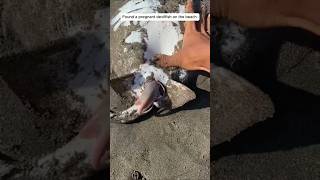 Found a pregnant devilfish on the beach pregnant devilfish fish fishing beach rescueanimals [upl. by Thia582]