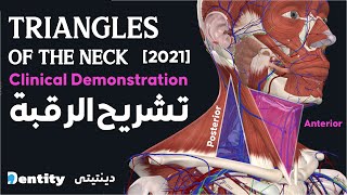 تشريح الرقبة  Neck Triangles [upl. by Ycram766]