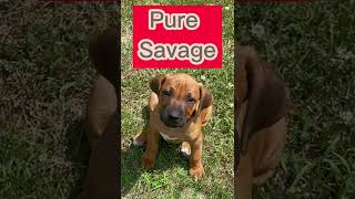 Rhodesian Ridgeback puppy in attack mode rock’n roll edition [upl. by Demeyer]