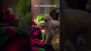 Sweet little Annie Jo hers not a grinch adopt dog [upl. by Adachi72]