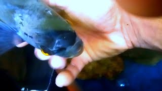 JAM GOURAMI FISH Thippili Catching Fish [upl. by Ettenhoj524]