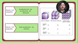 RELACIÓN SUPERFICIE VOLUMEN SV DIFERENCIACIÓN CELULAR SOLO CONCEPTOS ESENCIALES BIOLOGÍA BI [upl. by Ri]