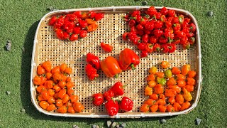 Bountiful Pepper Harvest From My Garden garden pepper harvest japan farmlife crystalworld5737 [upl. by Blatt]