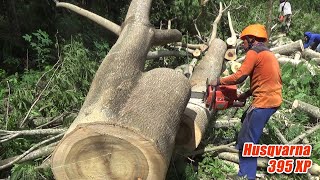 part 2 chainsaw operator skills cutting down jeungjing albasia trees [upl. by Vitia]