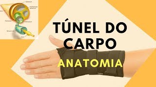 Síndrome do Túnel do Carpo  Introdução e Anatomia [upl. by Nitsugua193]