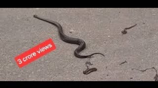 3 crore views Snake giving birth to many cute babies live Serpent Story [upl. by Alemap795]