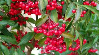 How to grow Ardisia crenataChristmas berry plant [upl. by Santiago]