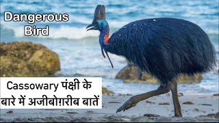 कैसोवरी पंक्षी के बारे में अजीबोग़रीब बातें  Interesting facts about cassowary bird in Hindi [upl. by Ahtanoj660]