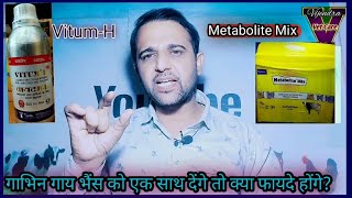 गाभिन गाय भैंस को Metabolite mix Powder और VitumH साथ देंगे तो क्या फायदे होंगे [upl. by Yrevi401]